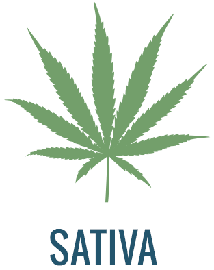 Cannabis Sativa y Cannabis Índica
