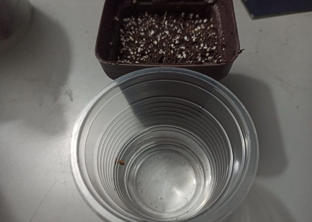 Germinar Semillas de Cannabis