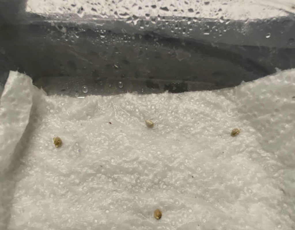 Germinar Semillas de Cannabis