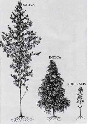 Cannabis Sativa y Cannabis Índica