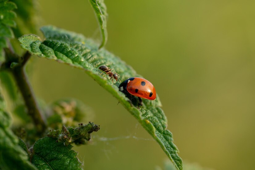 Hormigas
