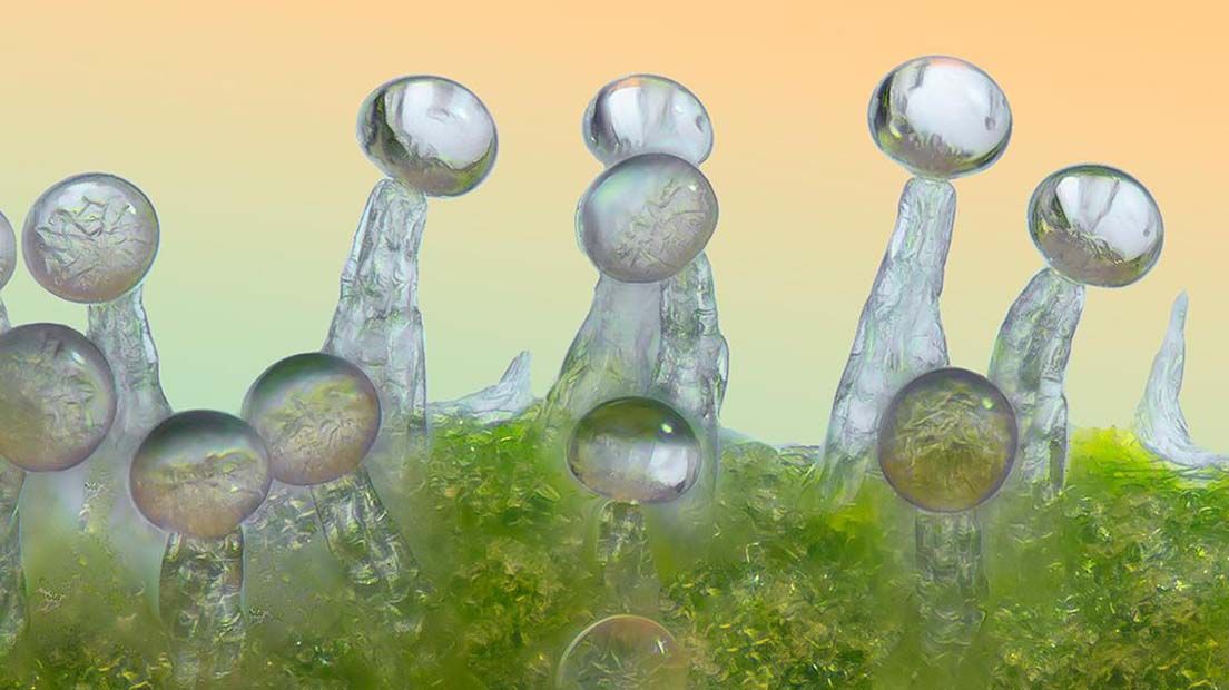 Tricomas