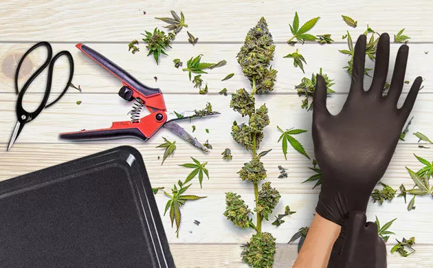 the tools you ll need to trim cannabis zsvzsy16pghb1k6y