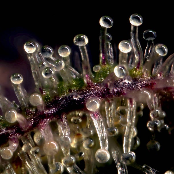 Tricomas