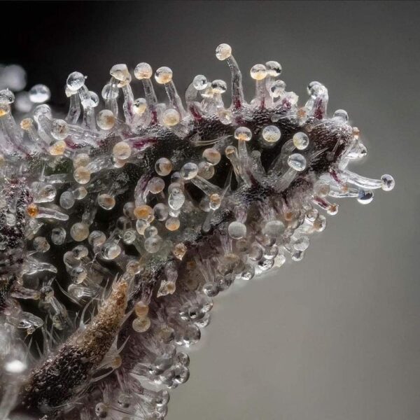 tricomas-macro