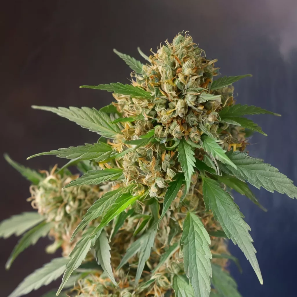 default cannabis without flowers 2