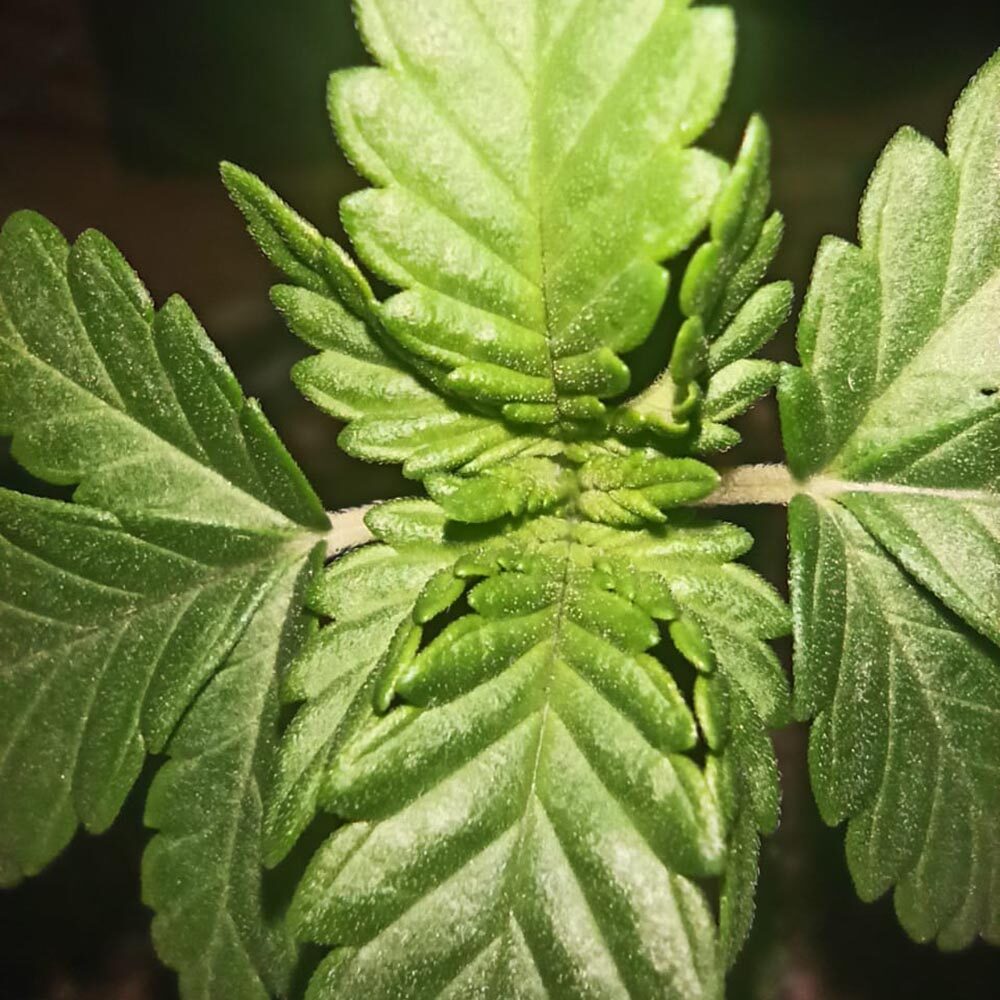 planta-madre-2