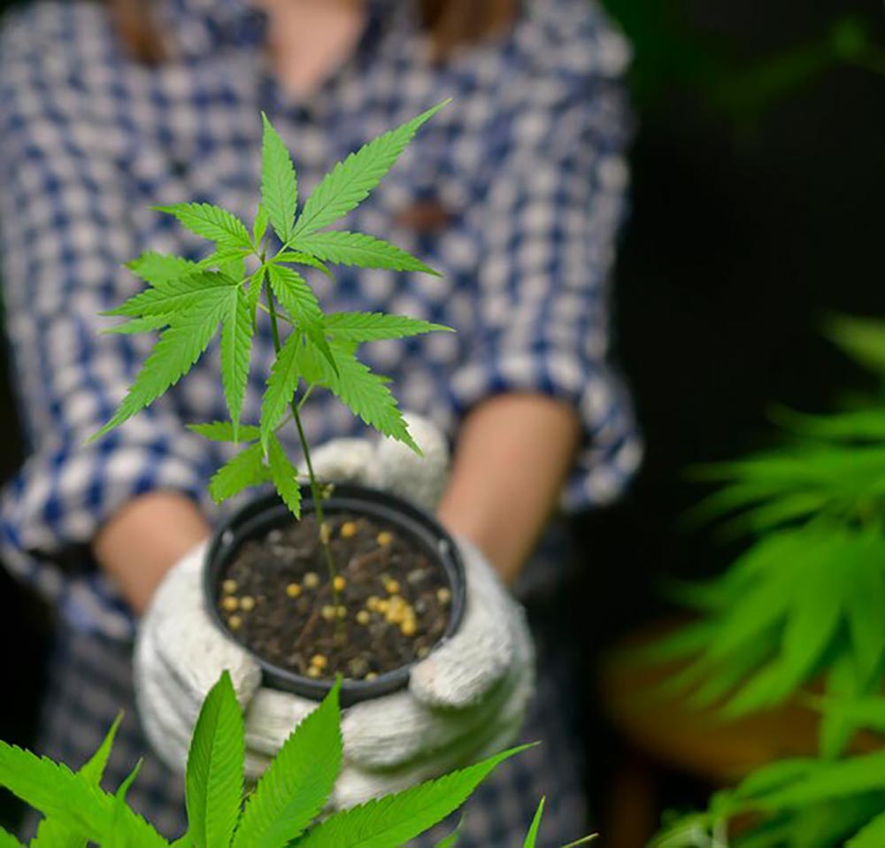 Planta Madre