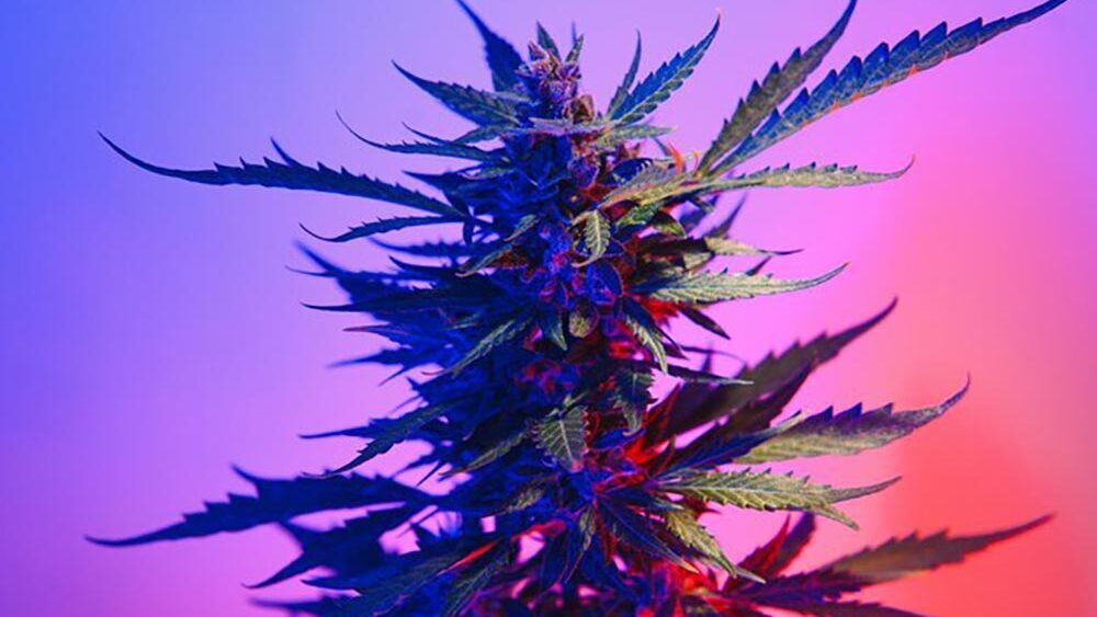 crecimiento-del-cannabis1