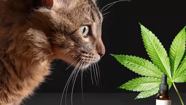 mascotas-y-cbd-medicinal1