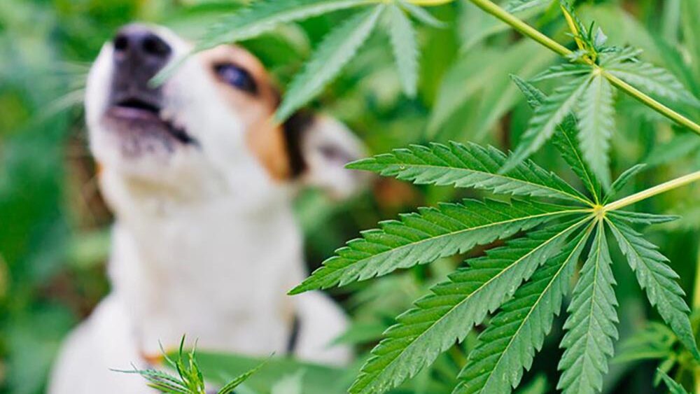 mascotas-y-cbd1