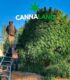 crece-nutriente-crecimiento-organico-cannaland-jpg