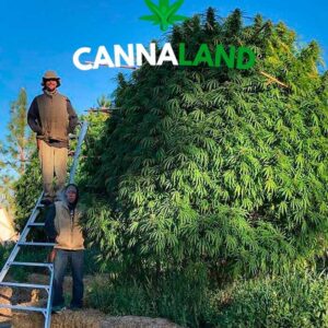 crece-nutriente-crecimiento-organico-cannaland-jpg