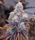 flora-estimulante-floracion-organico-cannaland4-jpg
