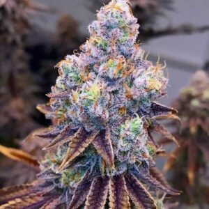 flora-estimulante-floracion-organico-cannaland4-jpg