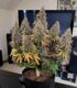 flora-estimulante-floracion-organico-cannaland7-jpg