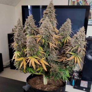 flora-estimulante-floracion-organico-cannaland7-jpg