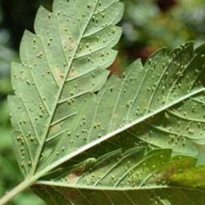 guardian-cannaland-jabon-potasico-neem-canela3-jpg
