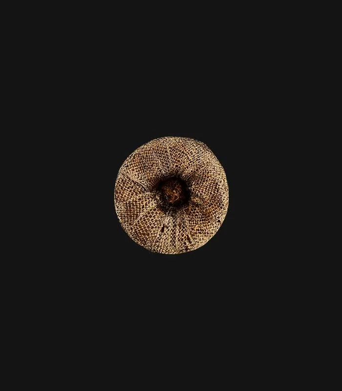 jiffy-germinar-cannabis.jpg jiffy-germinar-cannabis-jpg