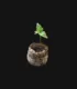 jiffy-germinar-cannabis1-jpg