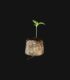 jiffy-germinar-cannabis2-jpg
