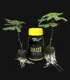 raizz-enraizador-organico-clonador-cannaland-jpg