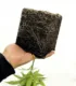 raizz-enraizador-organico-clonador-cannaland6-jpg