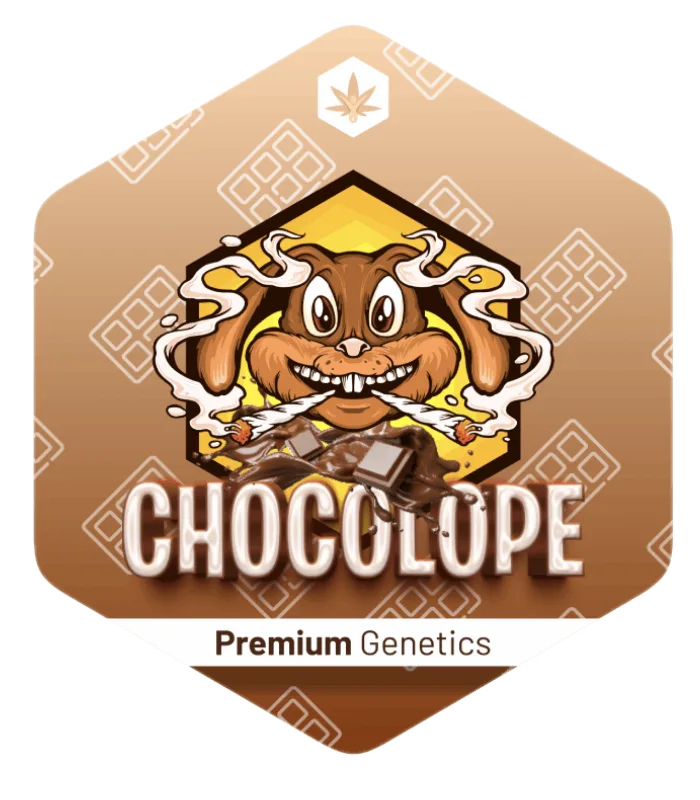 chocolope regular