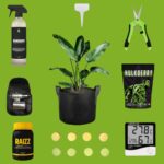 kit de cultivo de exterior | tu primera planta de cannabis