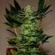 auto cream cookies | autofloreciente (copia)