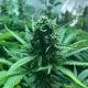 auto cream cookies | autofloreciente