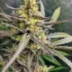 auto cream cookies | autofloreciente (copia)