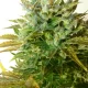 auto cream cookies | autofloreciente (copia)