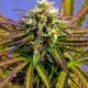 auto cream cookies | autofloreciente (copia)