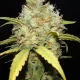 auto cream cookies | autofloreciente (copia)
