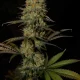 auto cream cookies | autofloreciente (copia)
