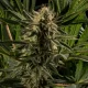 auto cream cookies | autofloreciente (copia)