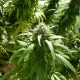 auto cream cookies | autofloreciente (copia)