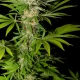 auto cream cookies | autofloreciente (copia)