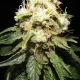 auto cream cookies | autofloreciente (copia)