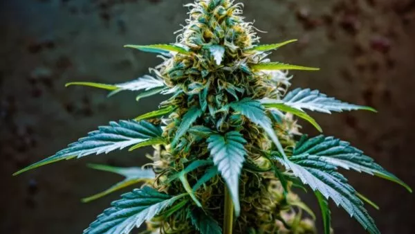 default cannabis vegetative stage 0