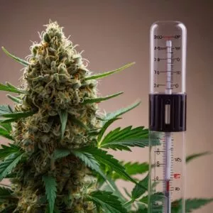 default cannabis with a termometer 0