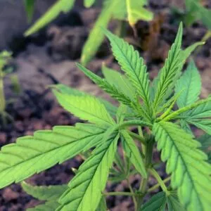 hojas marihuana produccion medica medicina moderna 1268032 101330