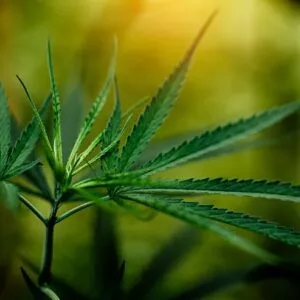 primer plano hoja marihuana cannabis 1150 15065