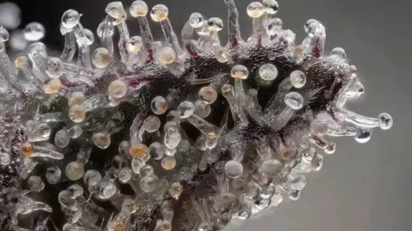 anatomía de una planta de cannabisf