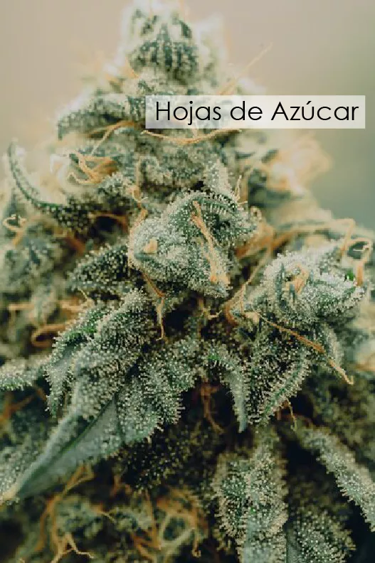edit capullo flor planta marihuana closeup tricoma 161422 7156 01