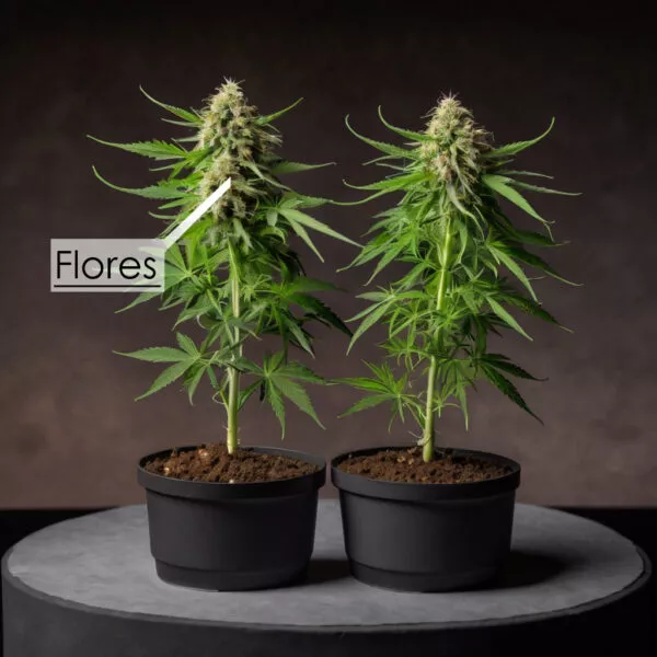 edit default generate an image of three cannabis plants the firts o 3 01