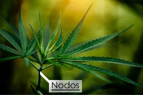 primer plano hoja cannabis 