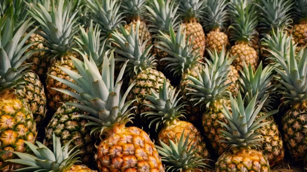 a field with pineapples 0