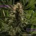 auto cream cookies | autofloreciente (copia)